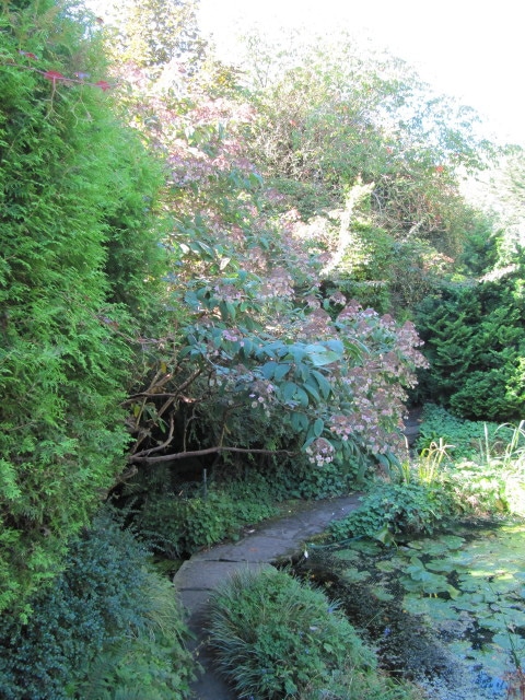 Hortensia villosa