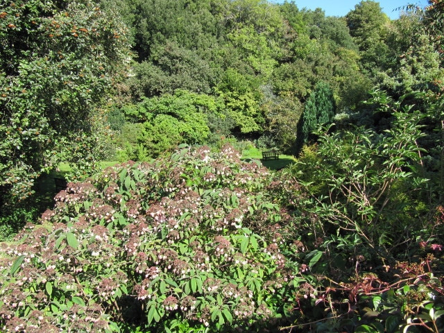 Hortensia villosa