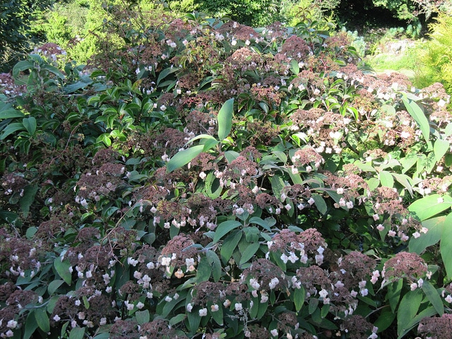 Hortensia villosa