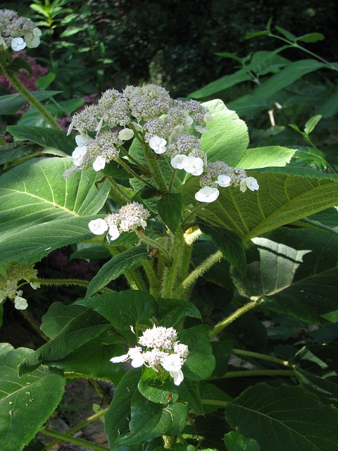 Hortensia villosa