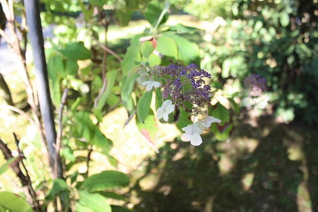 Hortensia villosa (Hydrangea villosa)