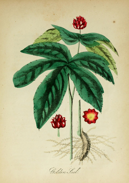 Hydraste du canada (Hydrastis canadensis)