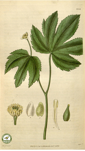 Hydraste du canada