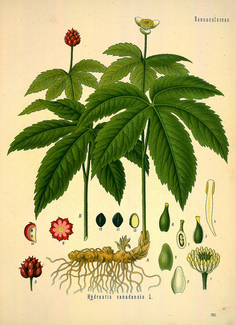 Hydraste du canada