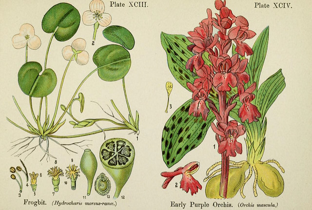 Morène (Hydrocharis morsus-ranae)