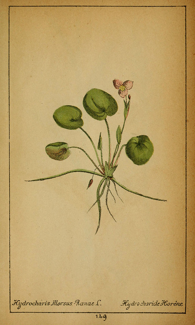 Morène