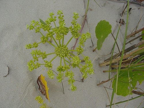 Hydrocotyle de buenos aires