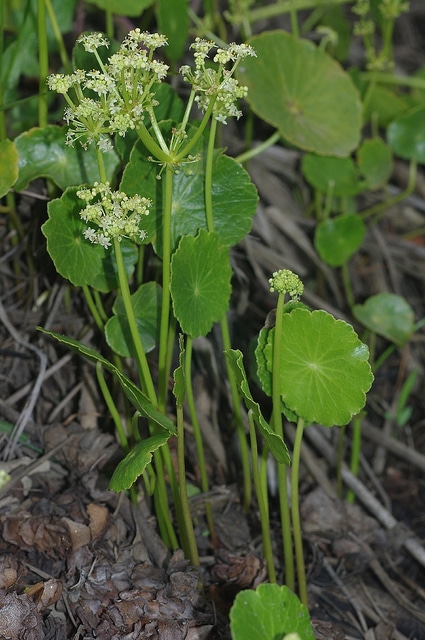 Hydrocotyle de buenos aires