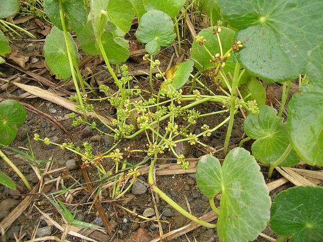 Hydrocotyle de buenos aires