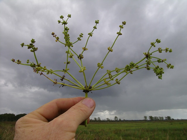 Hydrocotyle de buenos aires