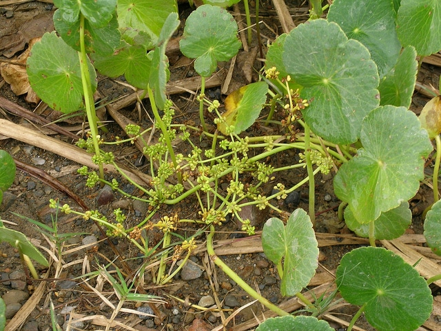 Hydrocotyle de buenos aires