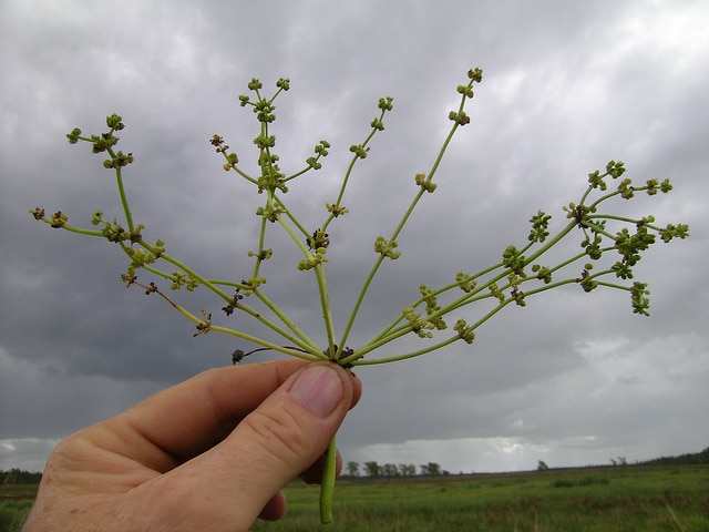 Hydrocotyle de buenos aires (Hydrocotyle bonariensis)