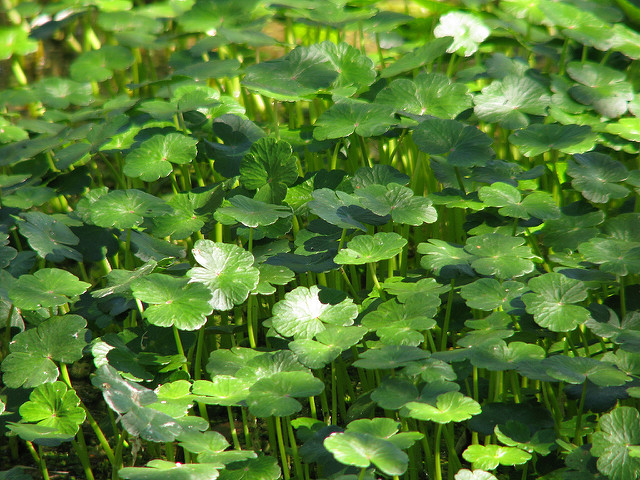 Hydrocotyle à feuilles de renoncule