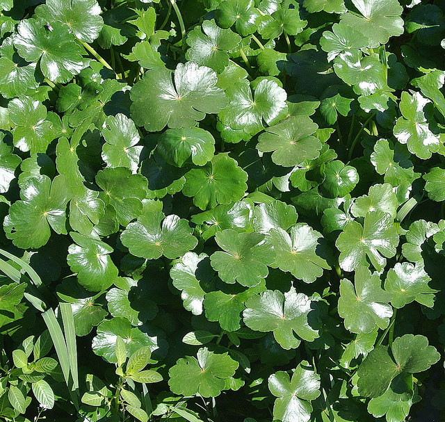 Hydrocotyle à feuilles de renoncule