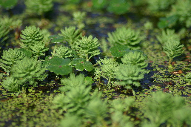 Hydrocotyle à feuilles de renoncule