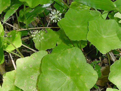 Hydrocotyle à feuilles de renoncule
