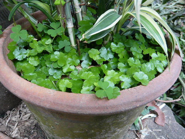 Hydrocotyle à feuilles de renoncule