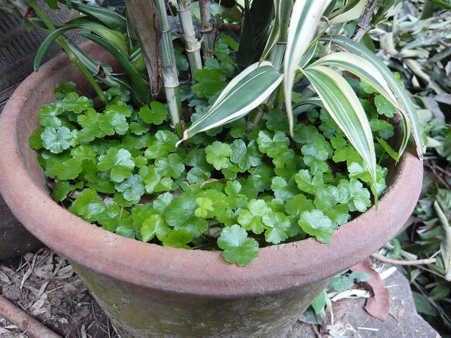 Hydrocotyle à feuilles de renoncule (Hydrocotyle ranunculoides)
