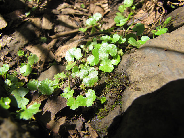 Hydrocotyle sibthorpioides