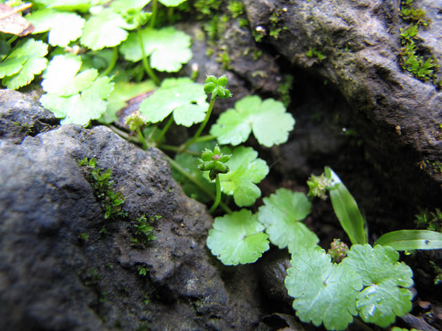 Hydrocotyle sibthorpioides