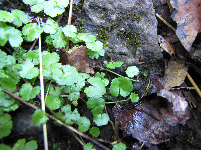 Hydrocotyle sibthorpioides