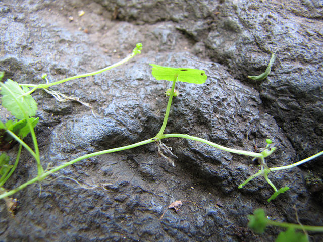 Hydrocotyle sibthorpioides