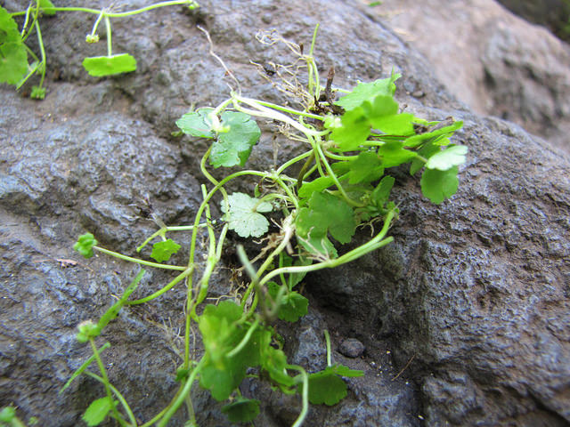 Hydrocotyle sibthorpioides