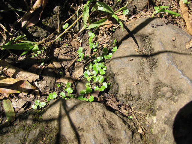 Hydrocotyle sibthorpioides (Hydrocotyle sibthorpioides)