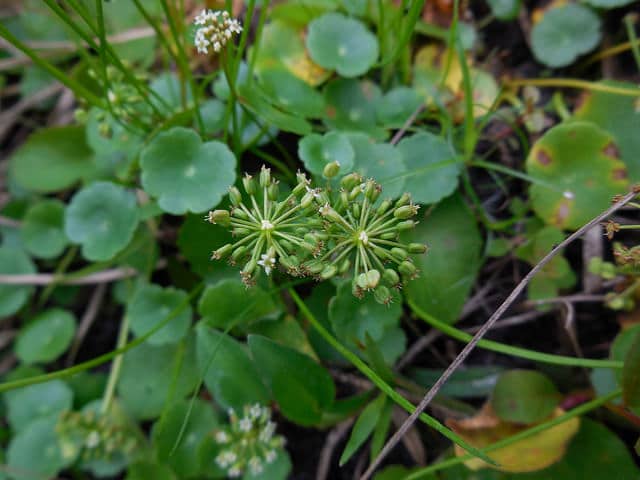 Hydrocotyle à ombelle