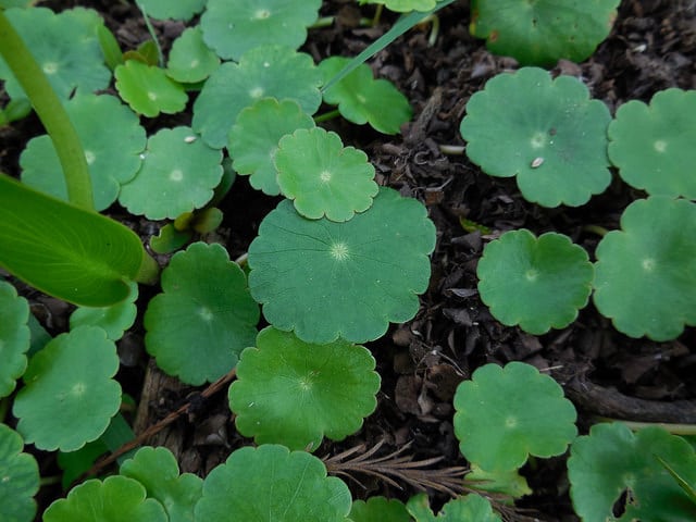 Hydrocotyle à ombelle