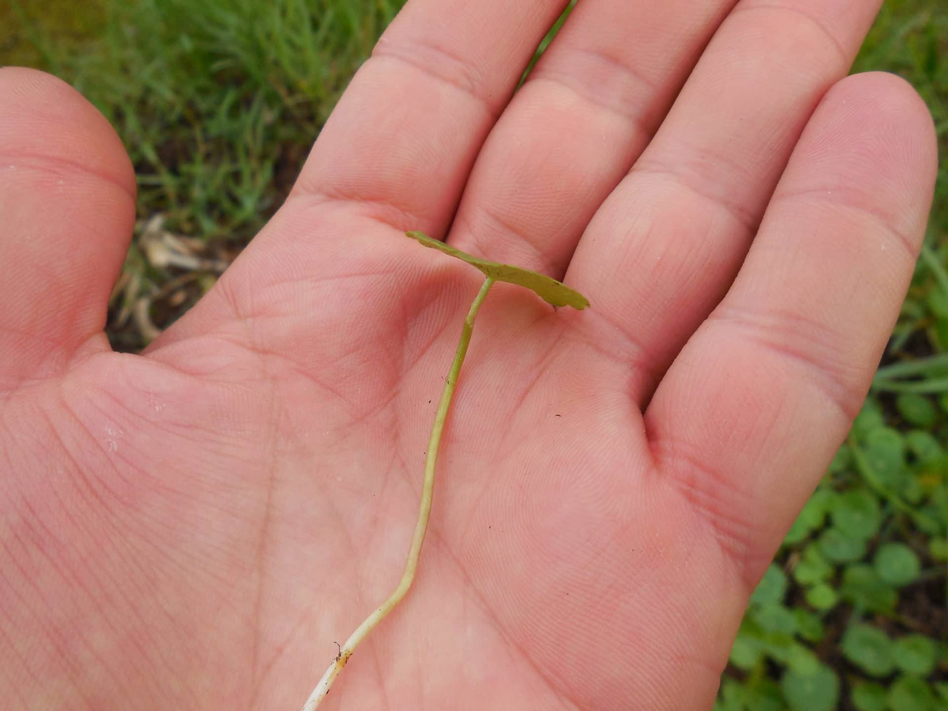 Hydrocotyle à ombelle