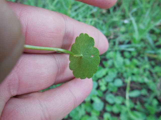 Hydrocotyle à ombelle