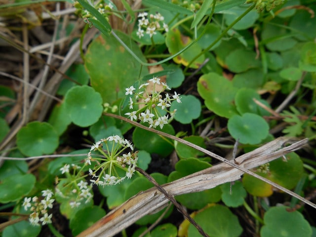 Hydrocotyle à ombelle