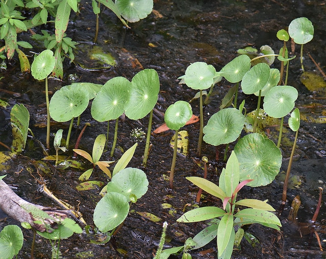 Hydrocotyle à ombelle (Hydrocotyle umbellata)