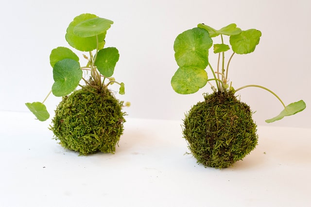 Hydrocotyle verticillée (Hydrocotyle verticillata)