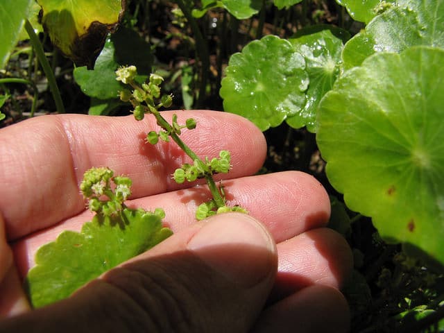 Hydrocotyle verticillée
