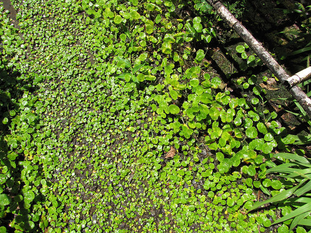 Hydrocotyle verticillée