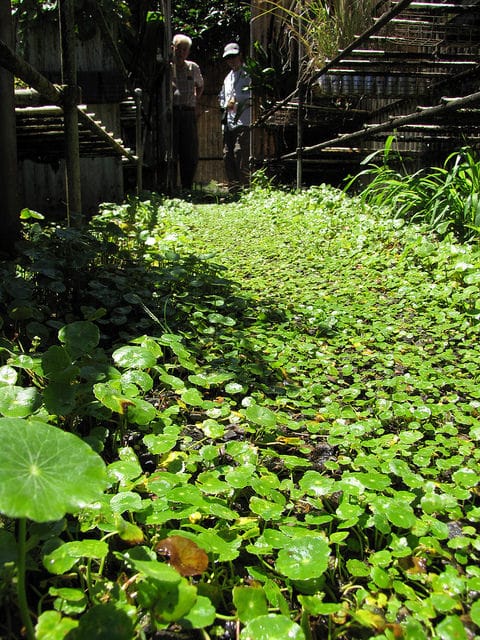 Hydrocotyle verticillée