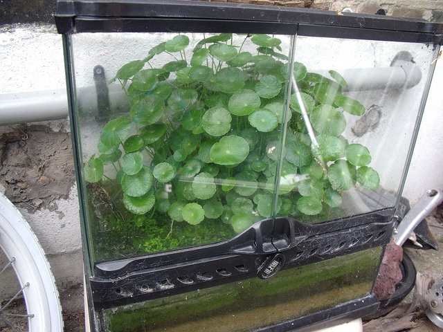 Hydrocotyle verticillée
