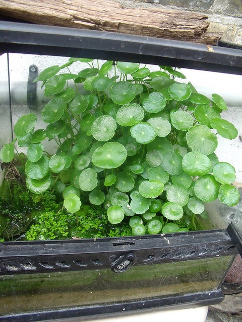 Hydrocotyle verticillée