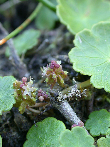 Hydrocotyle vulgaris