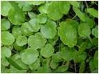 Hydrocotyle vulgaris