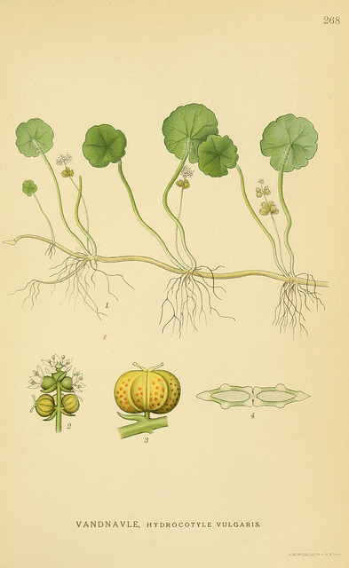 Hydrocotyle vulgaris