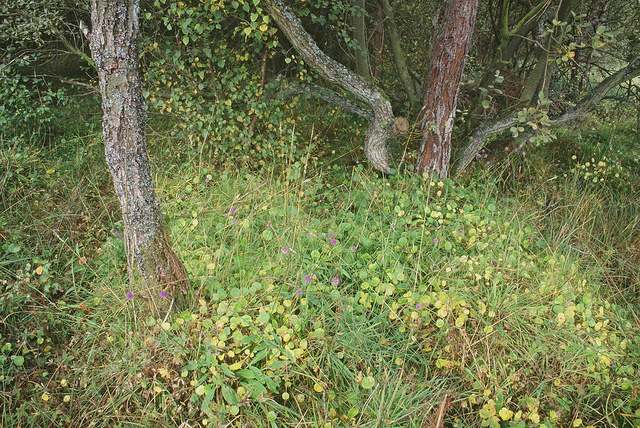 Hydrocotyle vulgaris (Hydrocotyle vulgaris)