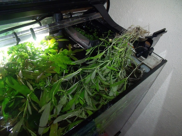 Hygrophile indienne (Hygrophila polysperma)