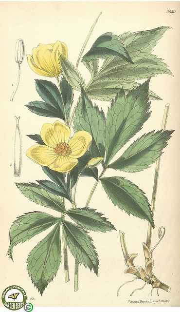 Hylomecon japonica