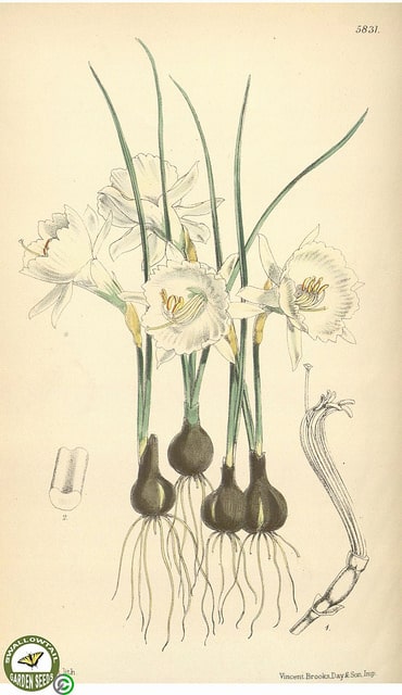 Hylomecon japonica
