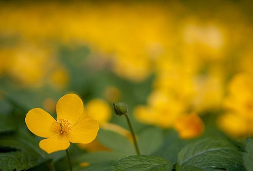 Hylomecon japonica (Hylomecon japonica)