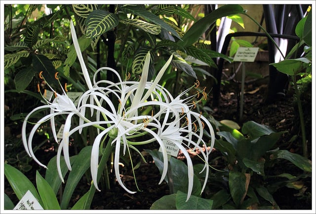 Hymenocallis caribaea (Hymenocallis caribaea)