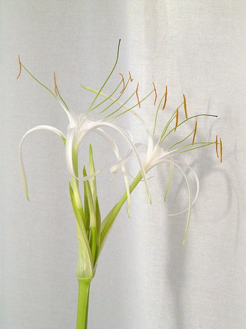 Hymenocallis caribaea